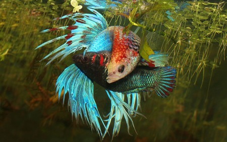 75+ Gambar Ikan Cupang Hias Betina Terbaik